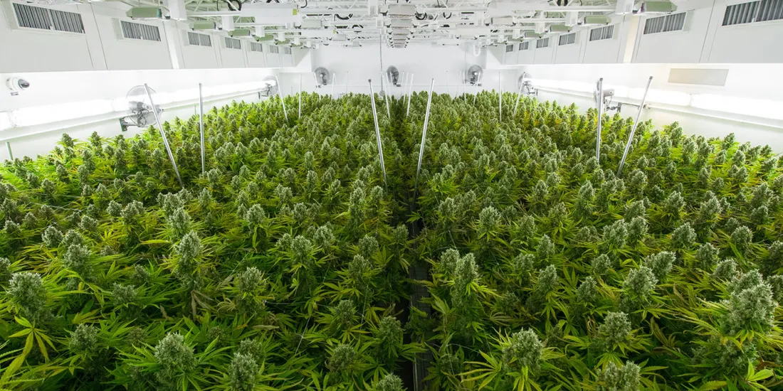 Location Intelligence Underpins Cannabis Sector Growth